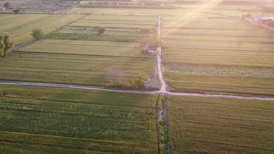 麦田夕阳