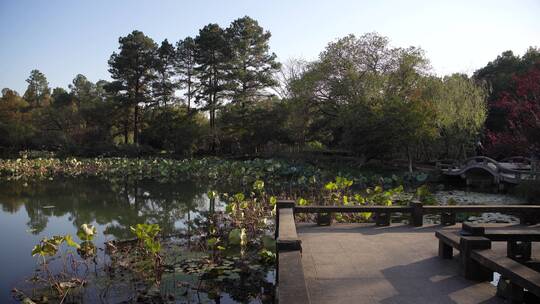 杭州西湖景区曲院风荷风景