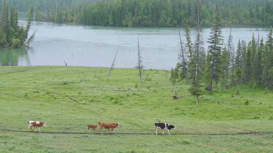 新疆喀纳斯草原上的牛群排队通行