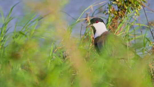 Spur Winged Lapwing，