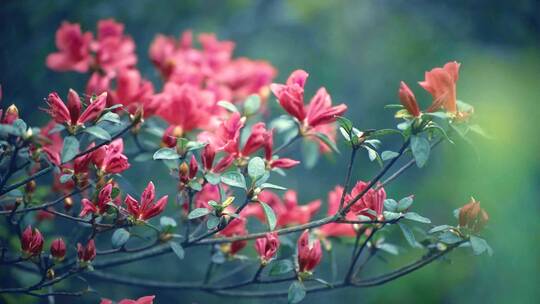 杜鹃花（映山红）视频