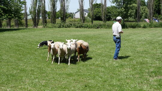 牧羊人训练牧羊犬放牧技能