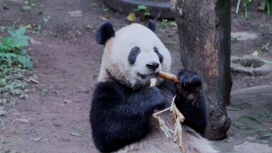 大熊猫吃竹笋视频合集