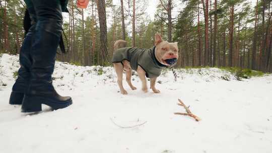 美国恶霸狗在冬季森林里咬和吃玩具球