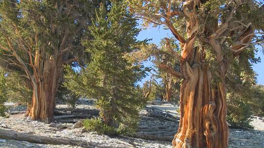 怀特山脉的古代刚毛松树