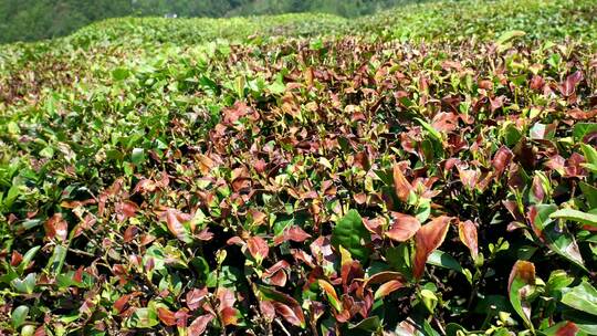 茶叶茶园绿茶茶山茶树茶文化干旱自然天气