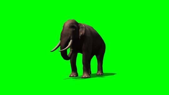 大象多角度