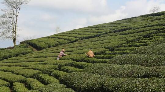 茶叶茶绿茶采茶茶山春茶茶园4K实拍视频素材模板下载