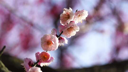 春天盛开绽放的梅花花簇花朵在风中摇摆