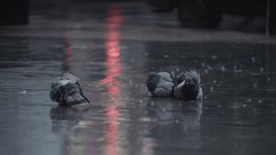雨中躺着的鸽子
