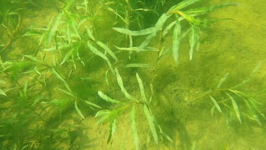 水下摄影茂盛的水草小鱼