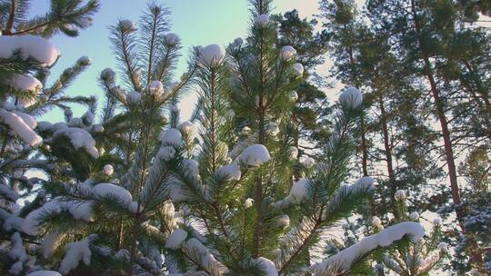 冬天积雪覆盖压着松树枝头特写视频素材模板下载