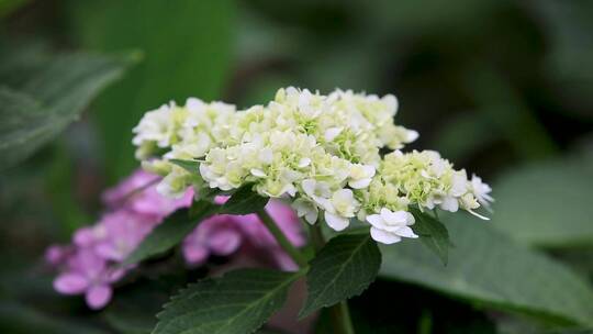 夏日绣球花鲜花特写视频素材