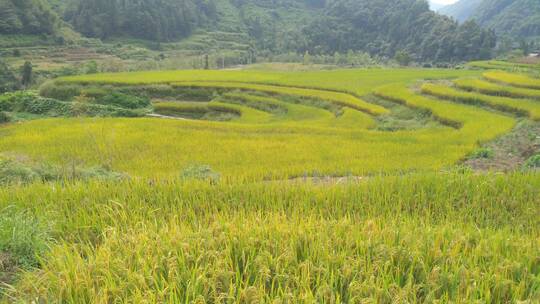 环拍山间成熟水稻