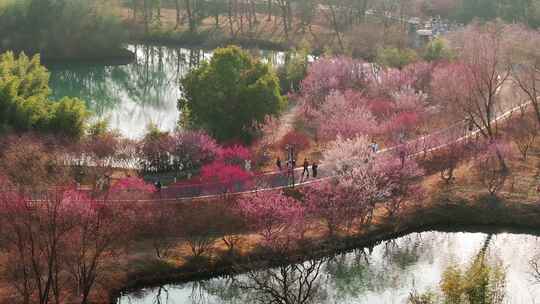 航拍杭州西溪湿地梅花风景