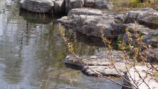 【镜头合集】旅游湖水湖边植物游客游览