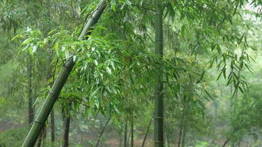 下雨天竹林景观特写，竹节挺拔竹叶繁茂