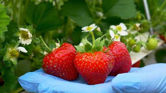 草莓水果新鲜草莓视频素材模板下载