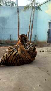南京珍珠泉动物园小老虎打架嬉闹