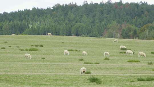 大草原上吃草的羊群