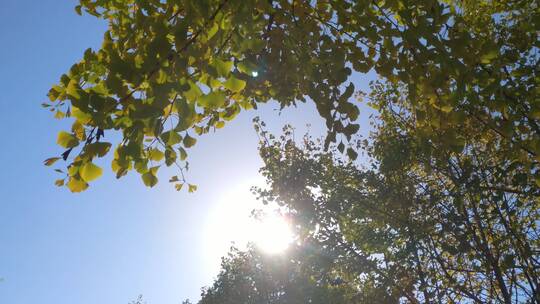阳光银杏树树叶