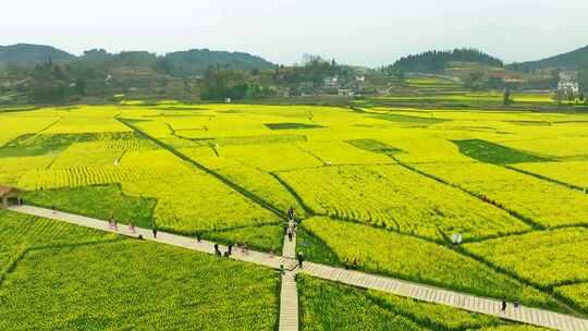 航拍油菜花海及游客漫步场景