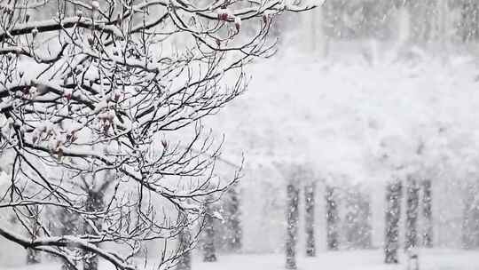 下雪街道树林 雪花飘落 大雪纷飞