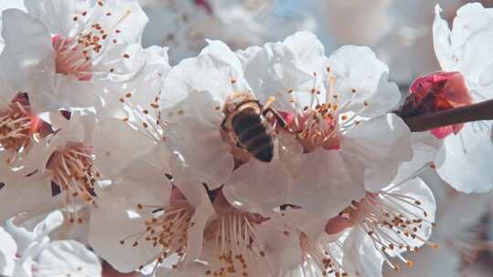 蜜蜂从一朵白花上收集花粉