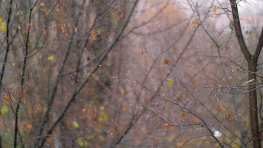 树枝 雪花 雨滴 森林 降雪视频素材模板下载