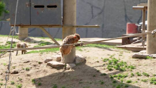 猕猴小猴在绳子上玩耍蹦跳视频素材模板下载