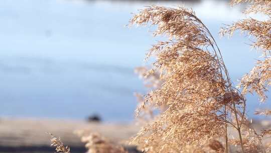 芦苇 飘荡 秋天 初冬 河边