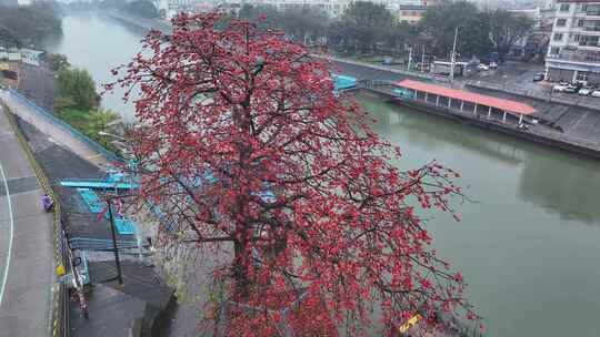 中国广东省佛山市顺德区勒北渡口木棉花