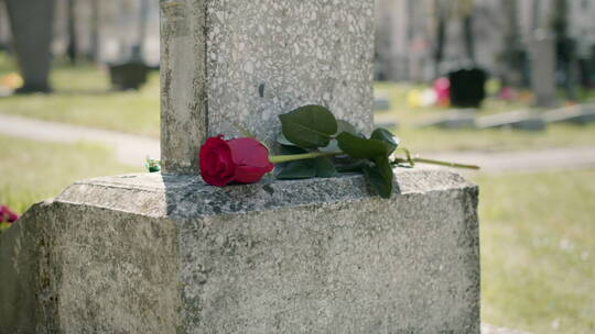 墓碑上的一朵玫瑰