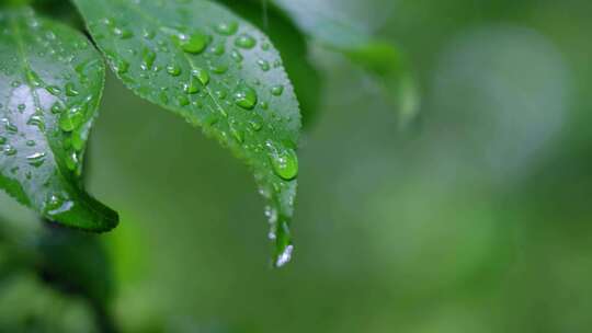 唯美雨景李子青李