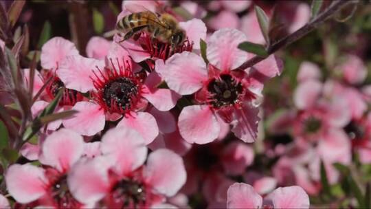 蜜蜂在粉色的新西兰茶树花朵上