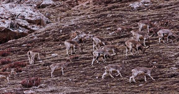 4K高清实拍高原野生动物藏羚羊岩羊