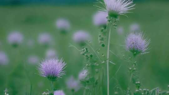 野生中药材硬毛夏枯草