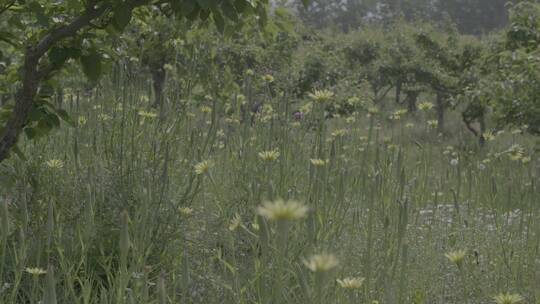 野花野草蒲公英LOG