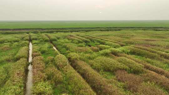 草地航拍湿地草原俯拍草地穿梭贴草地飞行