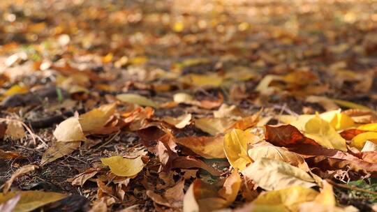 秋天掉落的树叶