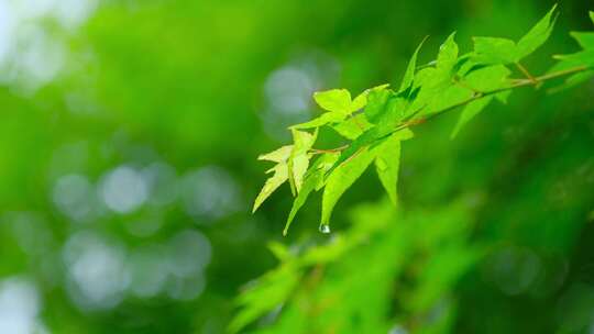 唯美树枝树叶树荫枫叶背景虚化模糊