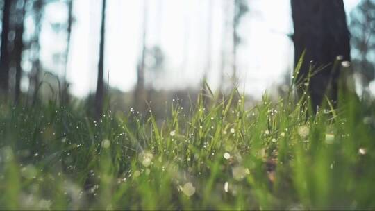 草地上的雨滴