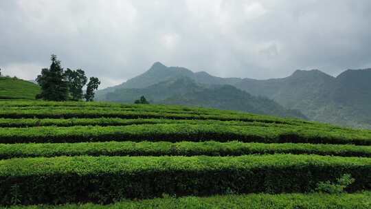 航拍茶山茶园