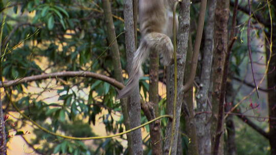 滇金丝猴在树枝上活动4