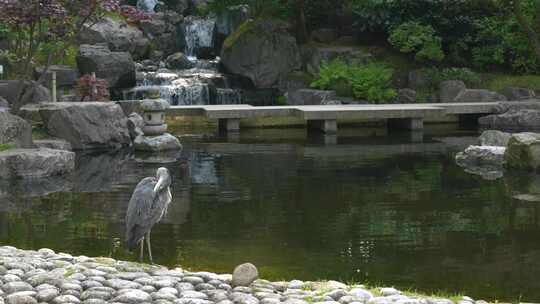 日本花园，可以看到瀑布、石灯笼、池塘和森