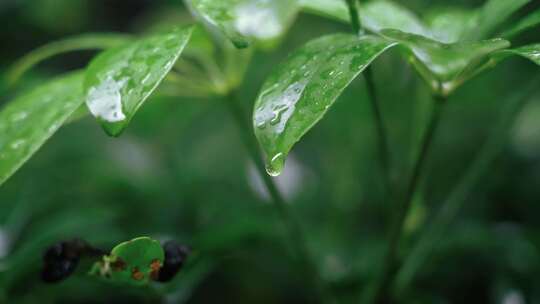 春雷春雨春天绿植雨滴露水水滴2524视频素材模板下载