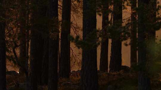 天然氧吧森林光影森林晨雾树林唯美阳光树林视频素材模板下载