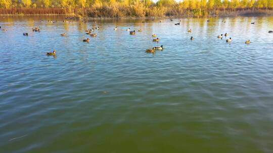 阿克苏湿地公园野鸭子