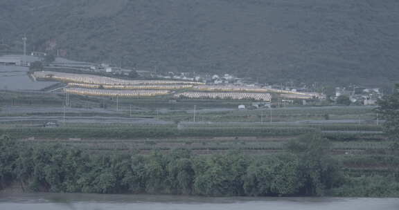 云南怒江峡谷菠萝田