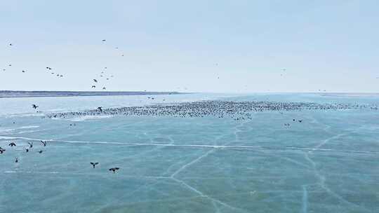 初春冰面成群候鸟迁徙视频素材模板下载